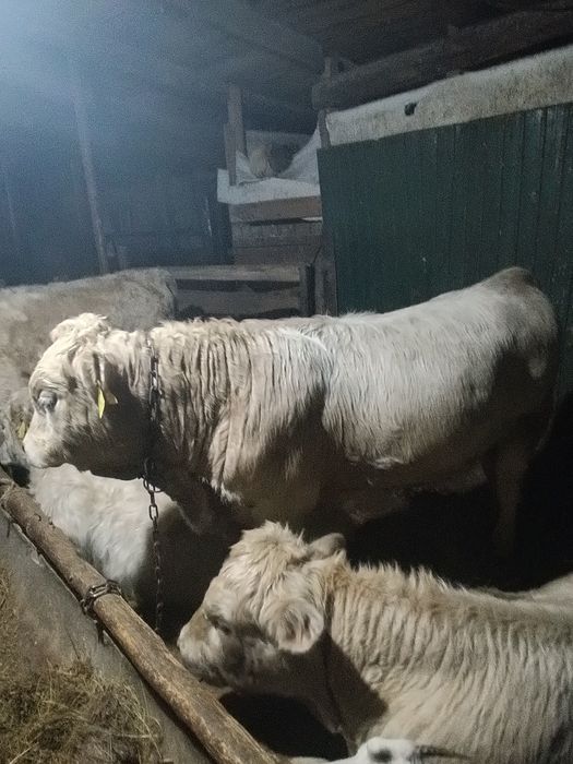 Аулекол быка сатылады потсос