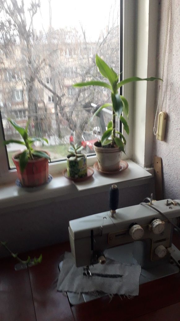 Продаю комнатные цветы
