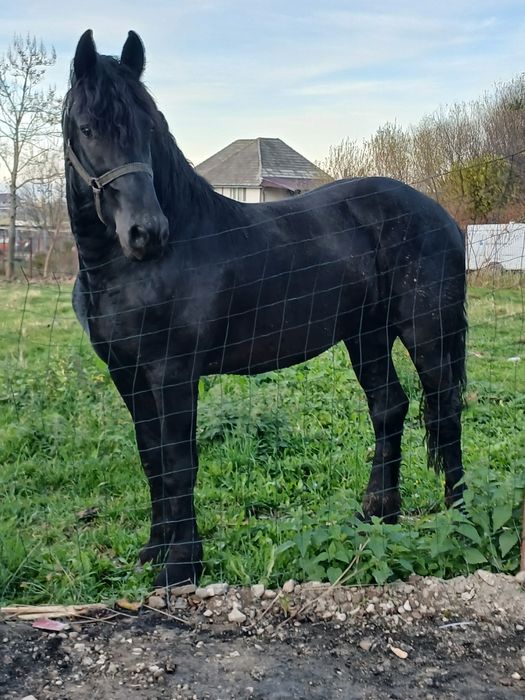 Manz frizian 2.anii 1,75 la graban adus din Olanda