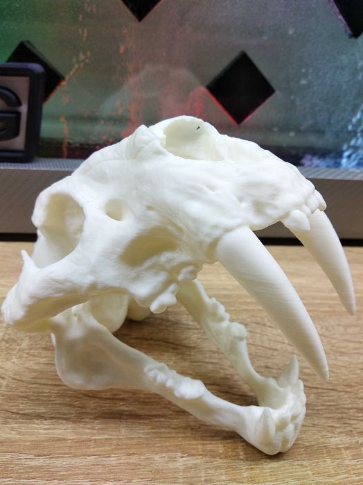 Череп саблезубова  тигра