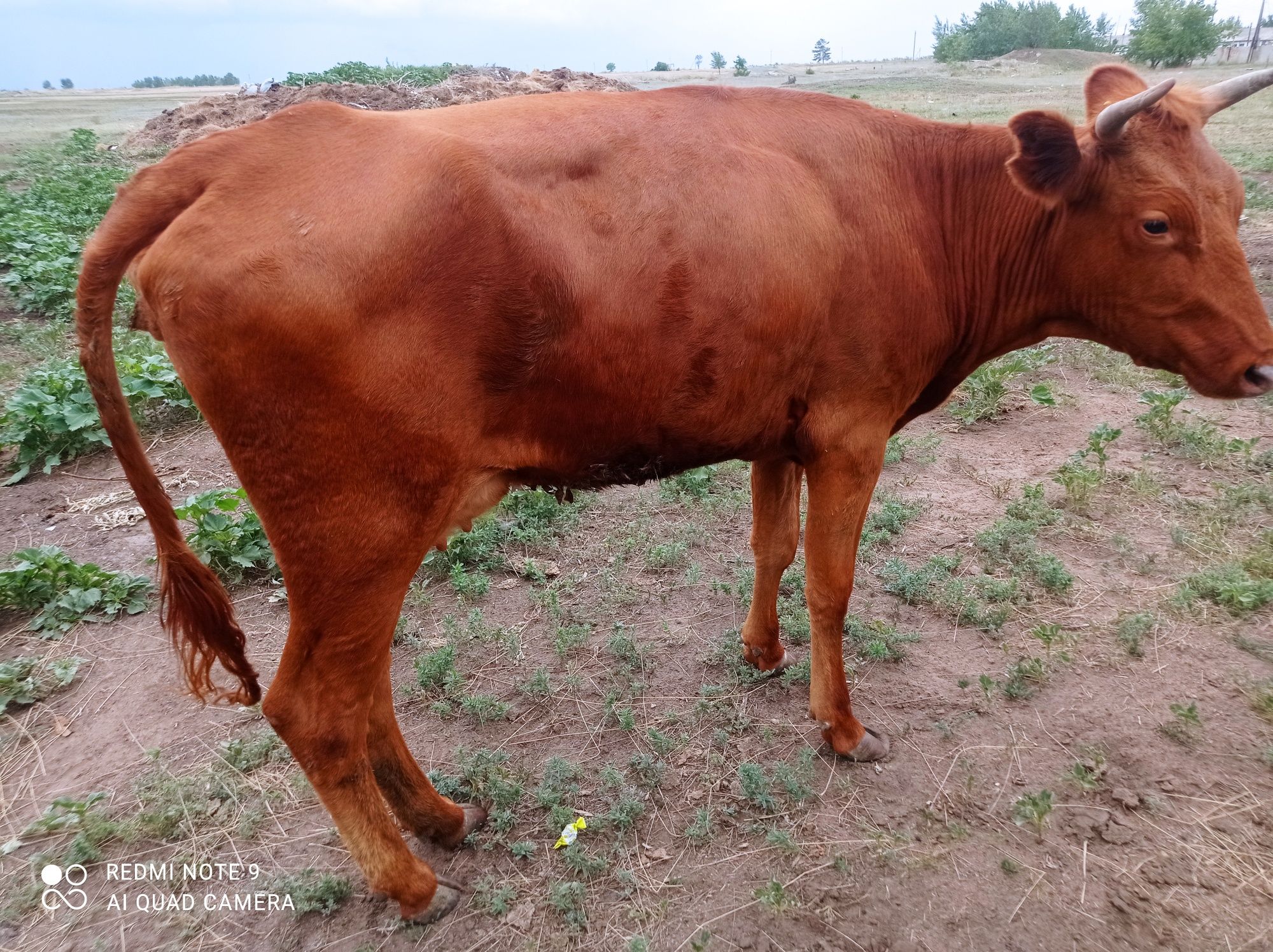 Продам телочку срочно быстрым торг
