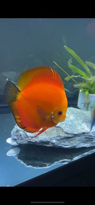 2 Discusi de vanzare Cluj Napoca la pret de 1