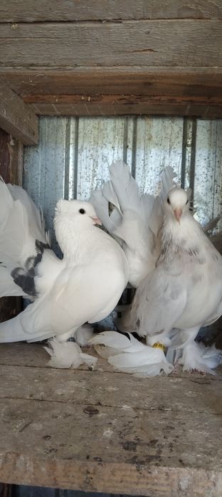 Vând porumbei voltati indieni