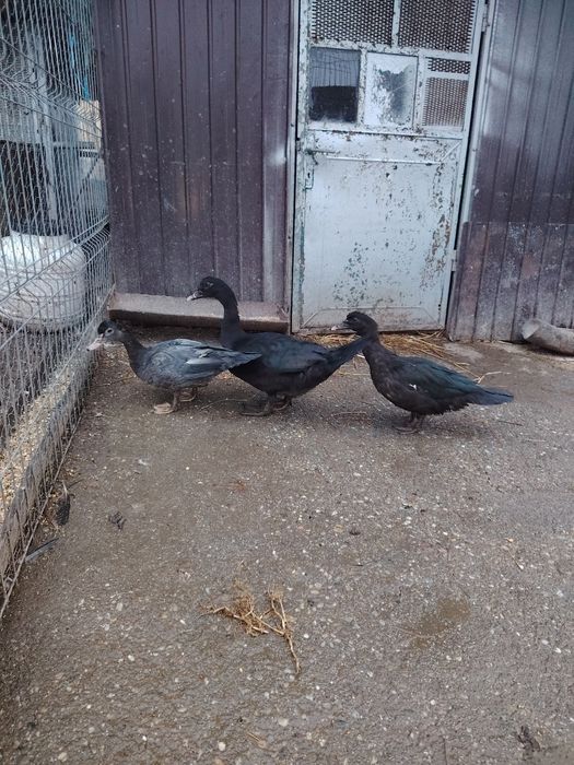 Vând boboci de rata muta