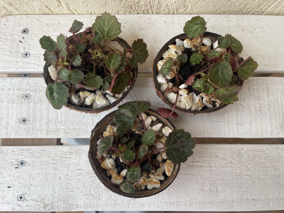 Strawberry Begonia (Saxifraga stolonifera)