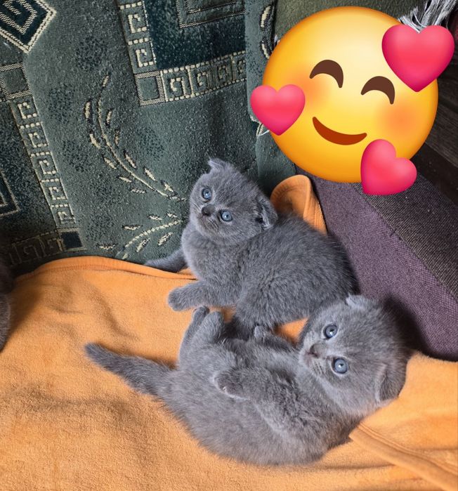 Продаются плюшевые котята. Порода скотиш фолд. От правильной вязки.