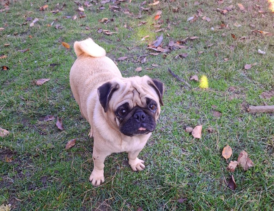 Mops bej femelă   ...