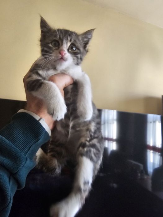 Отдам котенка в добрые руки