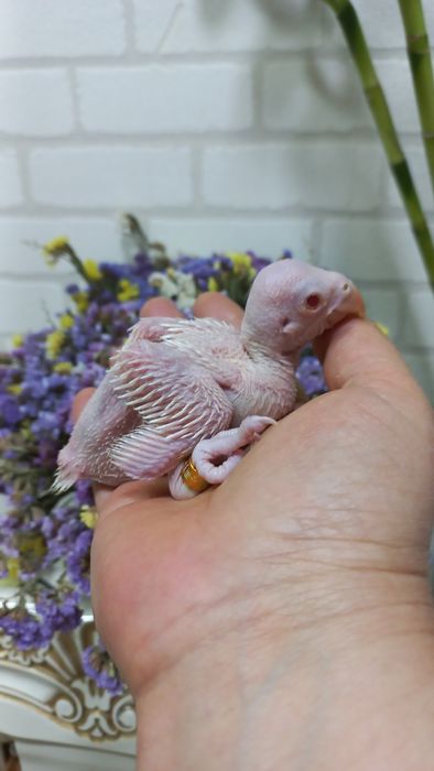 Продаётся птенец Белого ожирелового попугая.