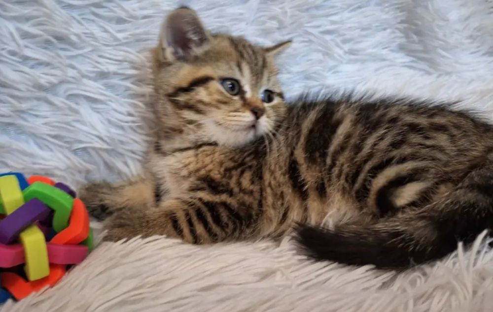 British Shorthair Brown femela