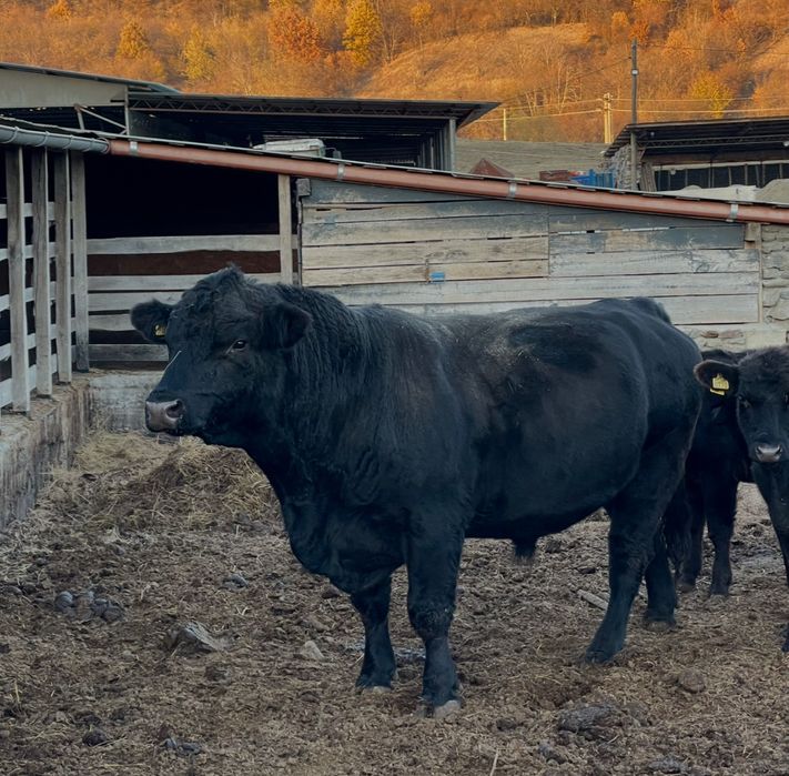 Taur autorizat monta rasa angus