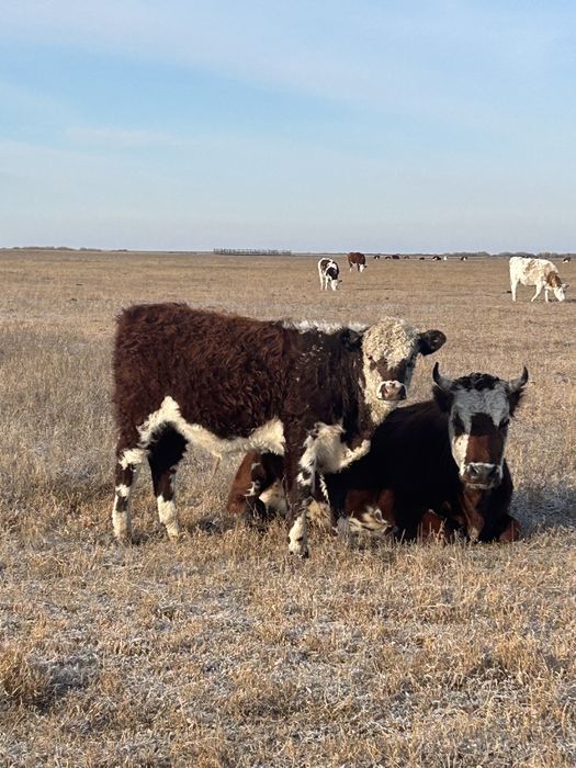Продам Бычков подсос