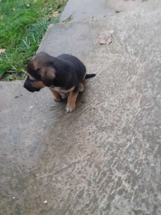 Подарявам малко сладко кученце.