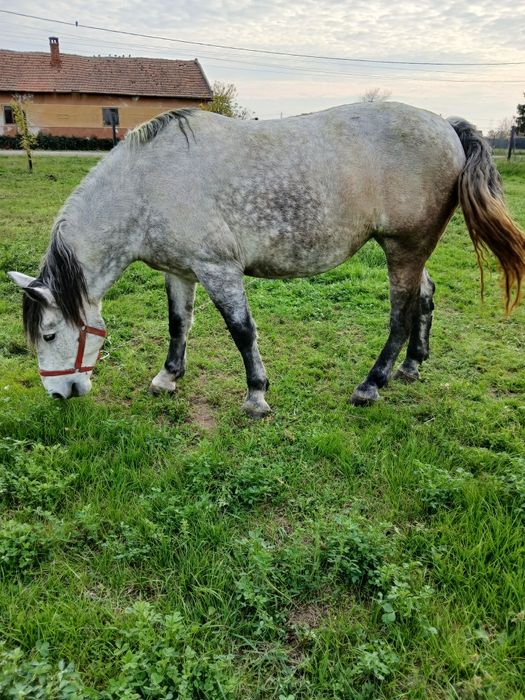 Vând mânzâ sura de trei ani jumate