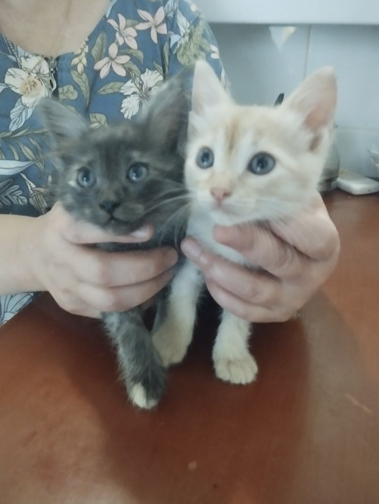 Отдаю котят в добрые руки