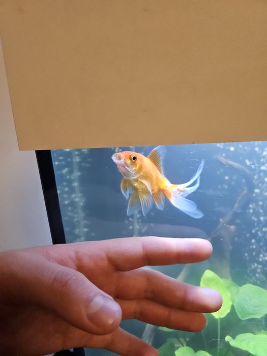 Caras cometa Goldfish