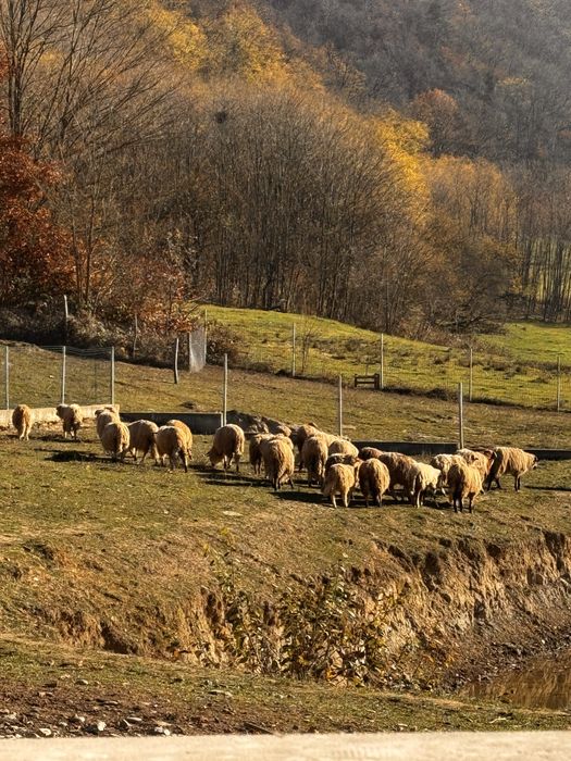 Oi de camerun, miei turcani