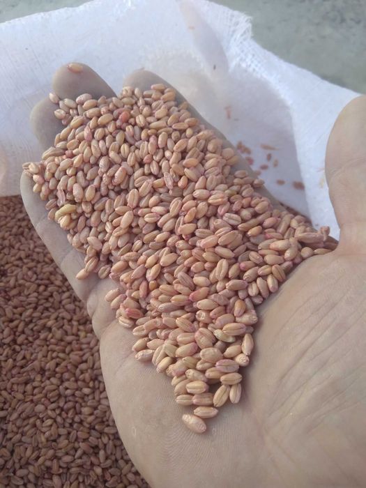 Bug'doyning qoyraqtosh navi