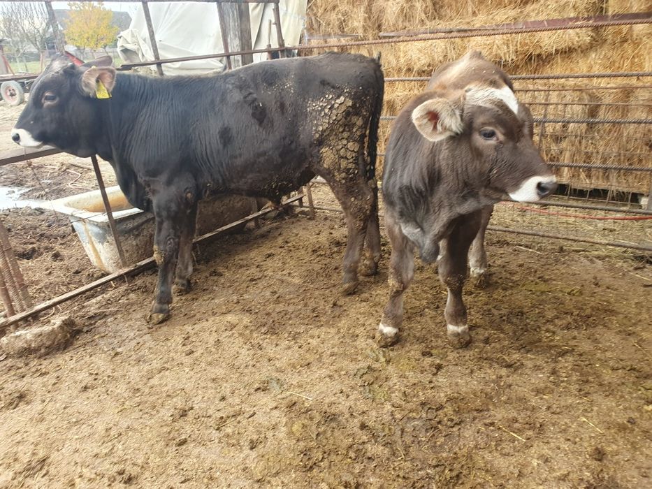 Vand 2 taurasi bruni