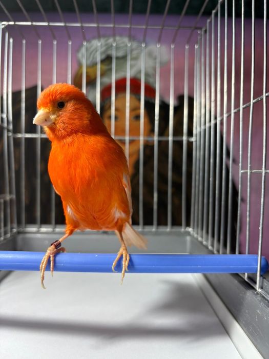 Продам канареек.