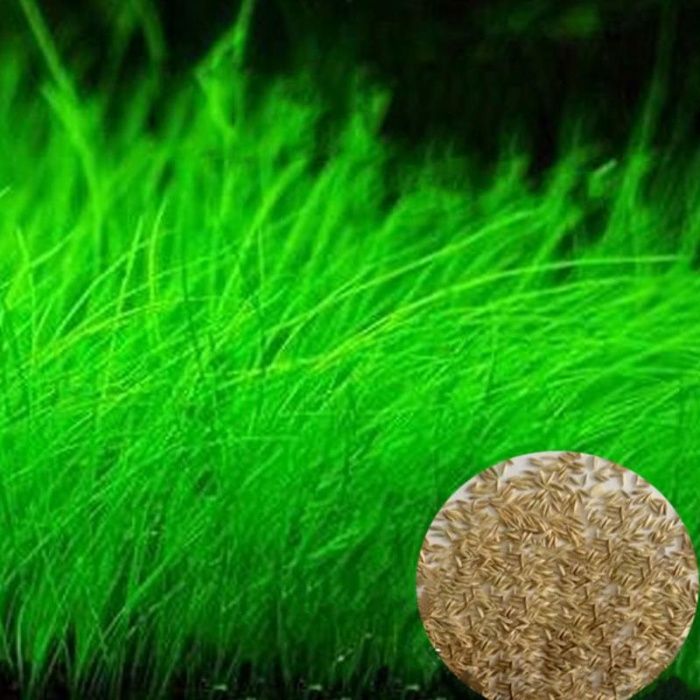 Plante acvariu - seminte - aquascaping