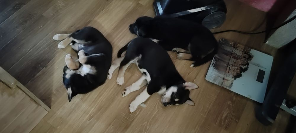 Восточно европейская овчарка, щенки