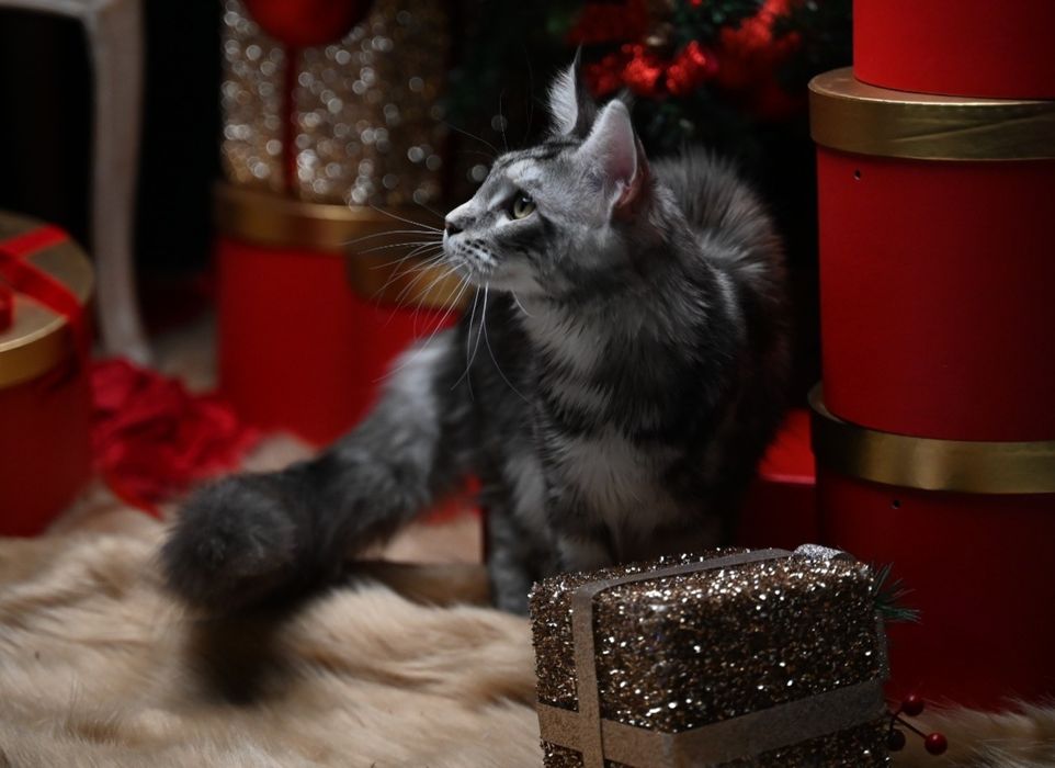 Pisică Maine Coon- Esfir