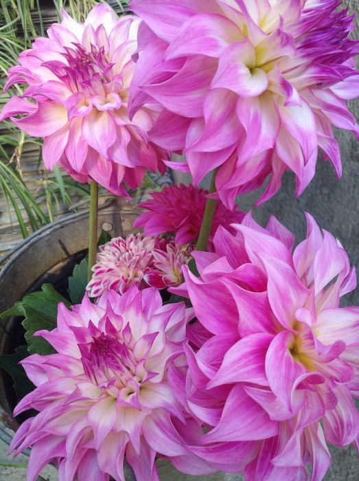 Продаю клубни Георгин