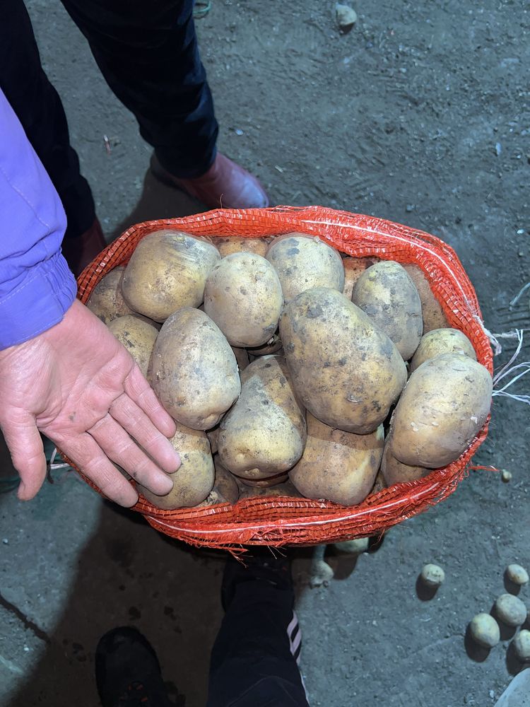 Семена картофеля раннего сорта «КОЛОМБО» семенной картофель