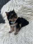 Yorkshire terrier