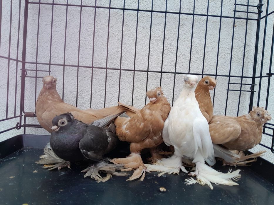 Узбекски гълъби. Мъжски и женски.