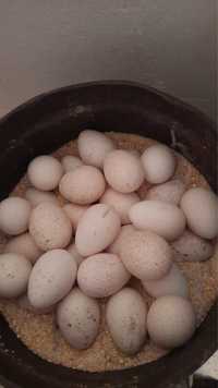 Oua de curca bune pentru incubat