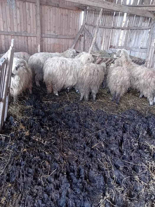 Vând oi țurcane tinere