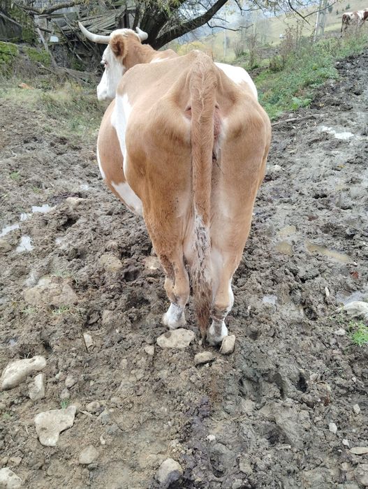 Vând vaca de 10 ani cu vițel.