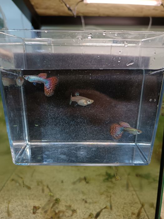 Guppy și Platy direct de la crescător