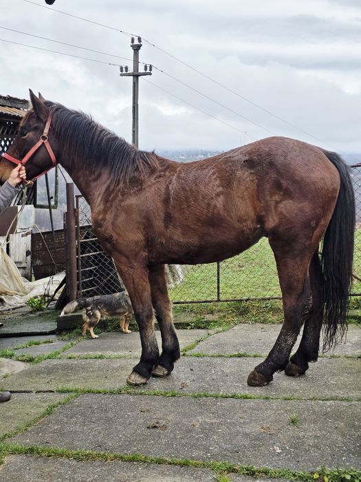 Cal de vânzare, vârstă 2 ani și 6 luni
