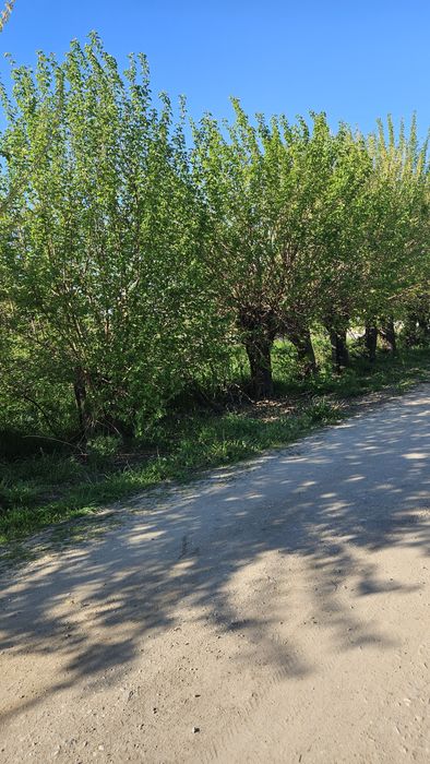 Vand teren intravilan Comuna Chirnogi