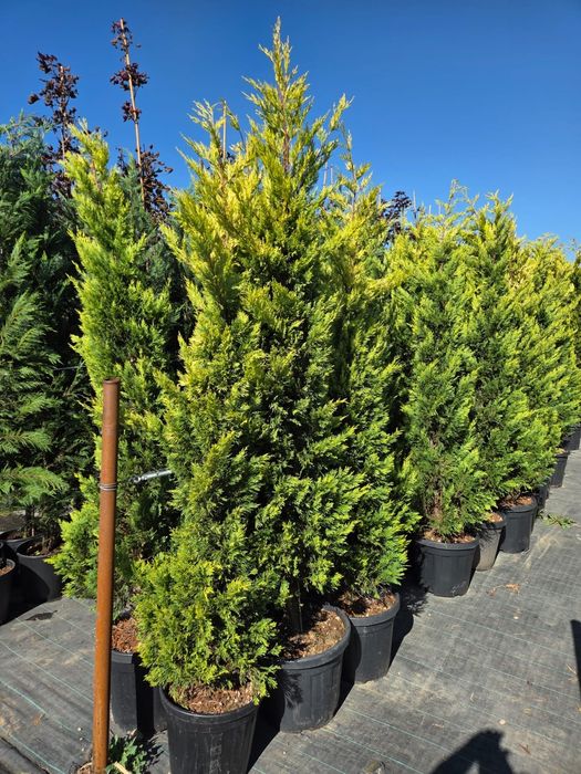 Vând Mesteacăn. Tei. Fag. Stejar. Brazi