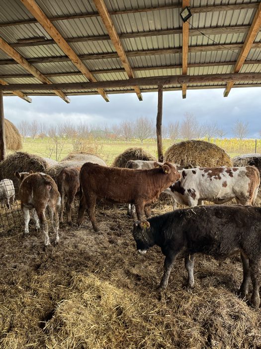 Vand baltate frumoase