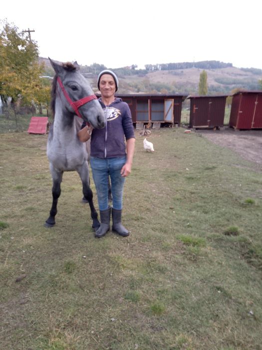 Vând Mânz foarte tânăr și bland