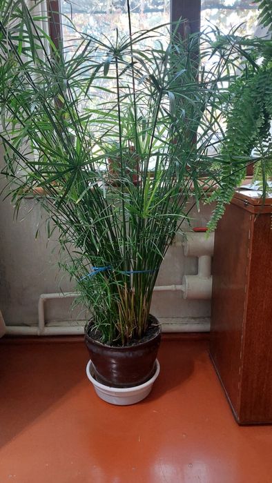 Циперрусы. Тропический цветок.