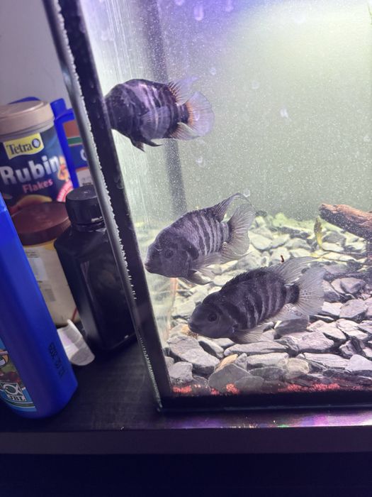 vand ciclide mbuna zebra