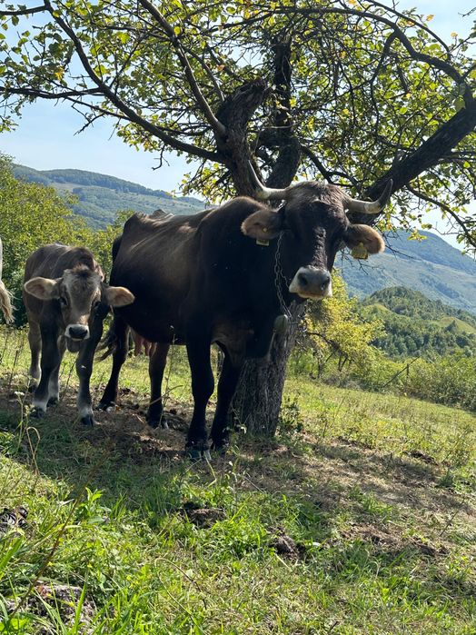 Vacă cu vițel de vânzare