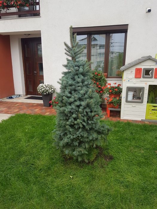 Tuia Copaci ornamentali