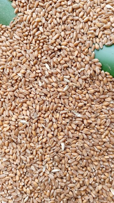 Пшеница.Лён.Сафлор.Ячмень.Рапс.Итд