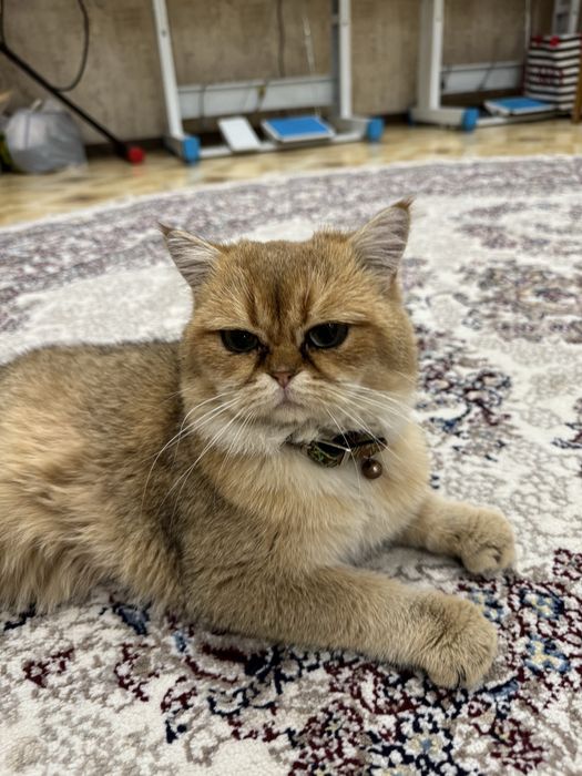 ВЯЗКА залотистая шиншилла кот ! Приглошает кошек на свиданю . Vyazkaga