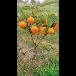 Kaki soiuri diferite rezistente pana la -30grade