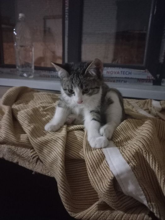 Отдадим  в добрые руки.