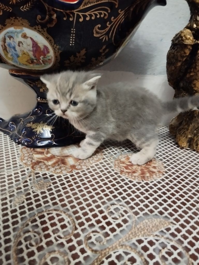 Продаются котята