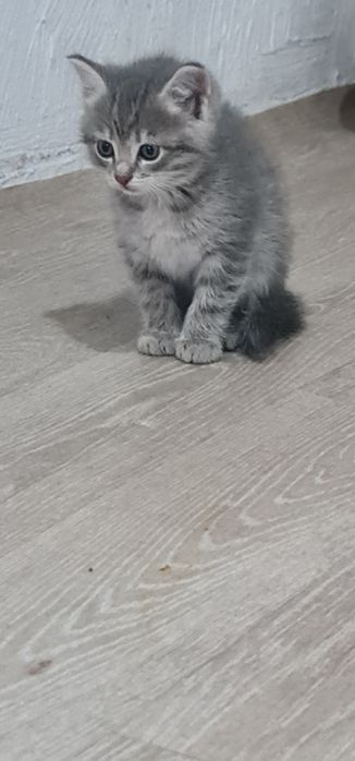 Бесплатно отдам котят